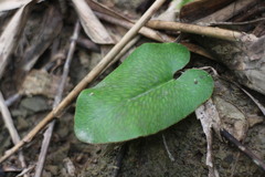 Mickelopteris cordata