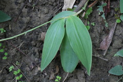 Peristylus goodyeroides