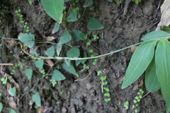 Peristylus goodyeroides