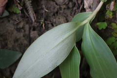 Peristylus goodyeroides