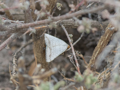Taeniogramma