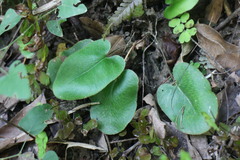 Mickelopteris cordata