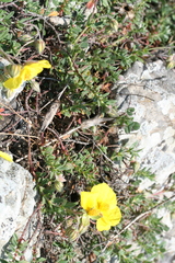 Helianthemum croceum