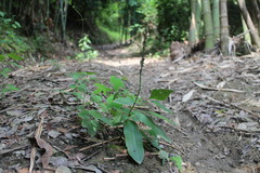 Peristylus goodyeroides