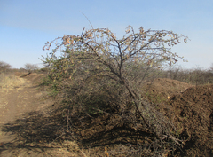Vachellia luederitzii