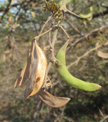 Vachellia luederitzii