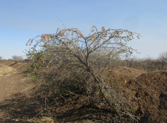 Vachellia luederitzii