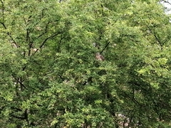 Aves