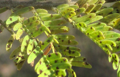 Vachellia luederitzii