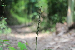 Peristylus goodyeroides