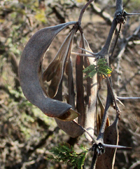 Vachellia luederitzii