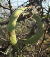 Vachellia luederitzii
