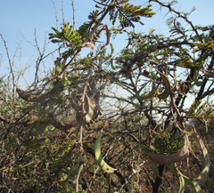 Vachellia luederitzii