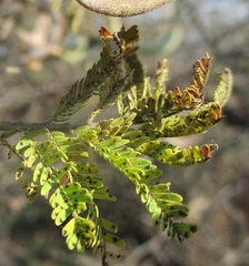 Vachellia luederitzii