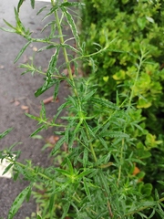 Artemisia lavandulifolia