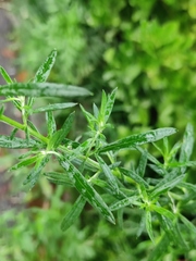 Artemisia lavandulifolia