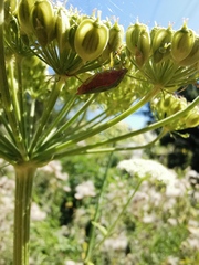 Palomena prasina
