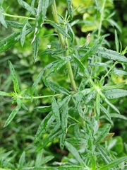 Artemisia lavandulifolia