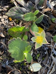 Hibbertia grossulariifolia