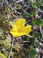 Hibbertia grossulariifolia