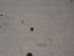 Xanthidium antilopaeum