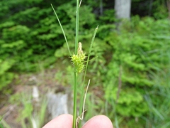 Carex viridula