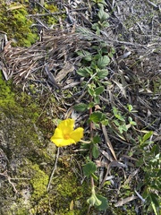 Hibbertia grossulariifolia