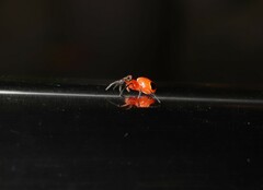 Hypsosinga sanguinea