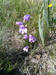 Penstemon pseudoputus