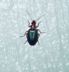 Lebia deceptrix