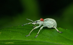 Parapionus varicolor