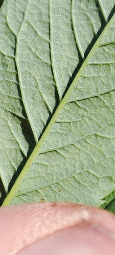 Image of Rosa glabrifolia by (c) Yurii Basov, some rights reserved (CC BY)