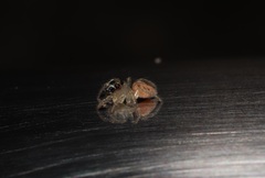 Plexippoides doenitzi