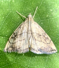 Evergestis pallidata
