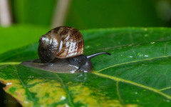 Cyclophoridae