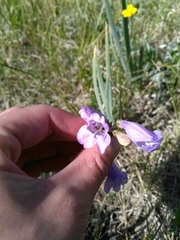 Penstemon pseudoputus