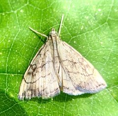 Evergestis pallidata