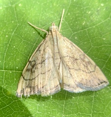 Evergestis pallidata