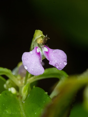 Impatiens minor