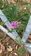 Centaurea jacea