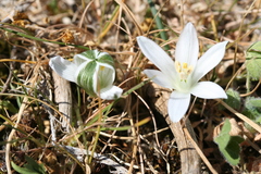 Ornithogalum corsicum