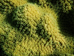 Orbicella faveolata image