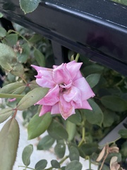 Rosa