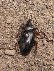 Cylydrorhinus angulatus