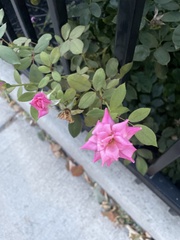 Rosa