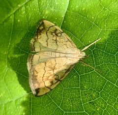 Evergestis pallidata