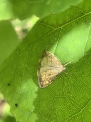 Evergestis pallidata