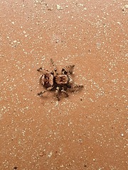 Sittisax saxicola