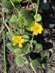 Hibbertia grossulariifolia