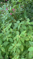 Impatiens parviflora